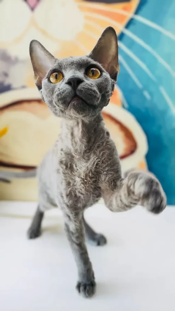 Cornish Rex Cat